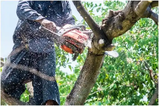 tree services West Wood